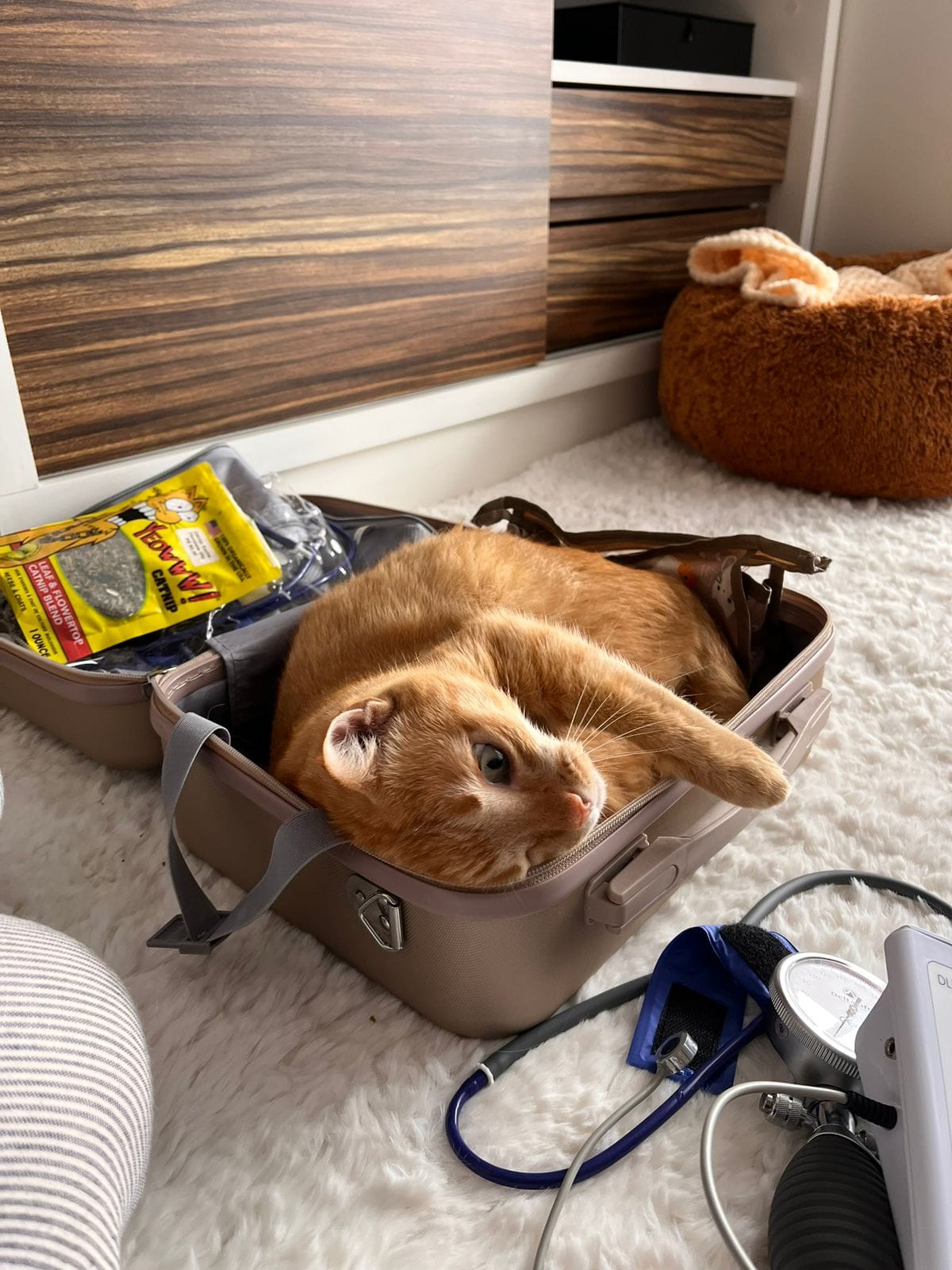 Veterinária cuidando de gato com carinho e atenção